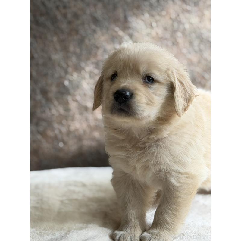 販売中の静岡県のゴールデンレトリーバー-453801の4枚目