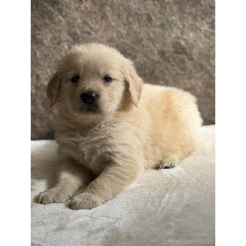 販売中の静岡県のゴールデンレトリーバー-453801の3枚目