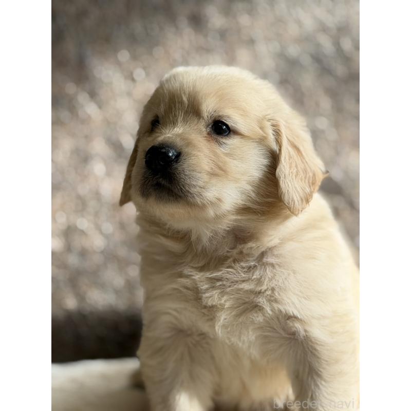 販売中の静岡県のゴールデンレトリーバー-453801の2枚目