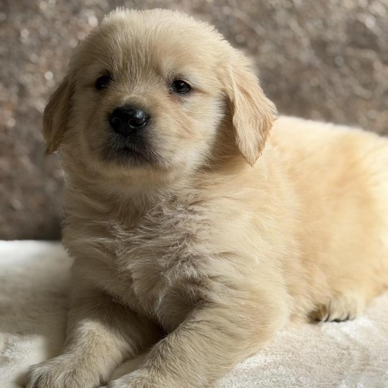 販売中の静岡県のゴールデンレトリーバー-453801