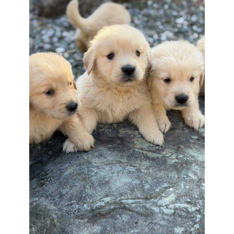 販売中の静岡県のゴールデンレトリーバー-453804の8枚目