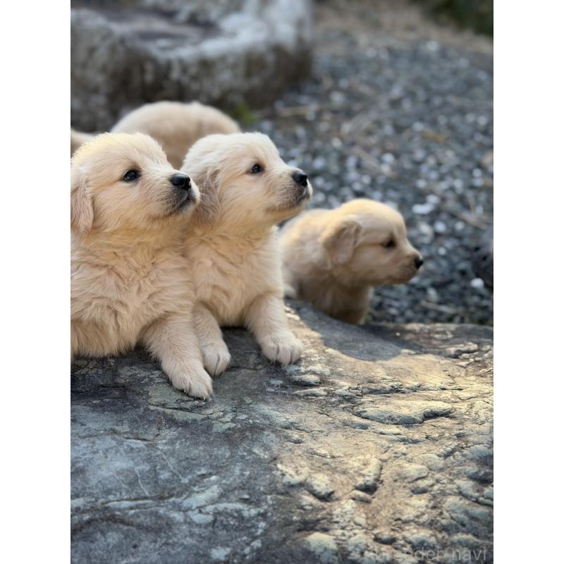 販売中の静岡県のゴールデンレトリーバー-453804の7枚目