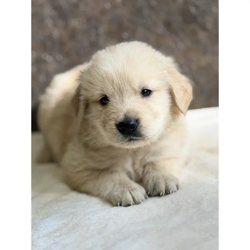 販売中の静岡県のゴールデンレトリーバー-453804の6枚目