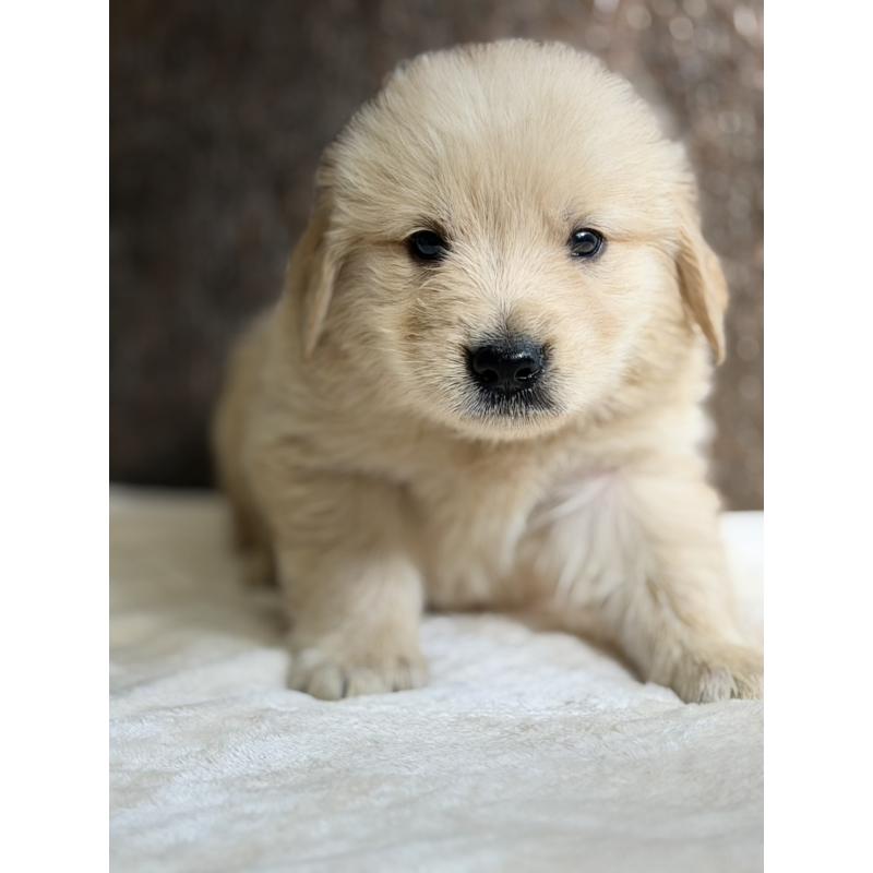 販売中の静岡県のゴールデンレトリーバー-453804の5枚目