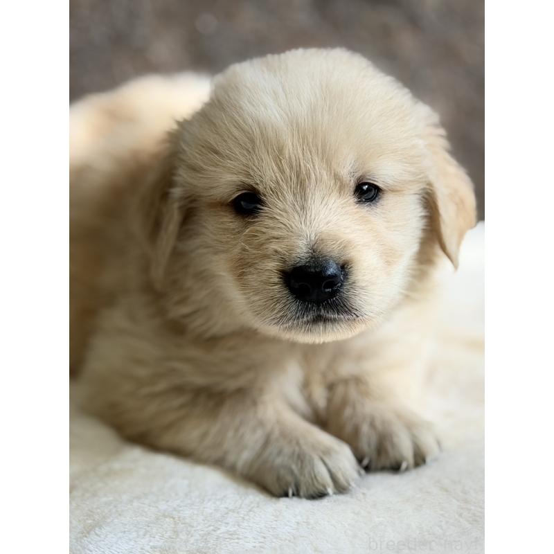 販売中の静岡県のゴールデンレトリーバー-453804の3枚目