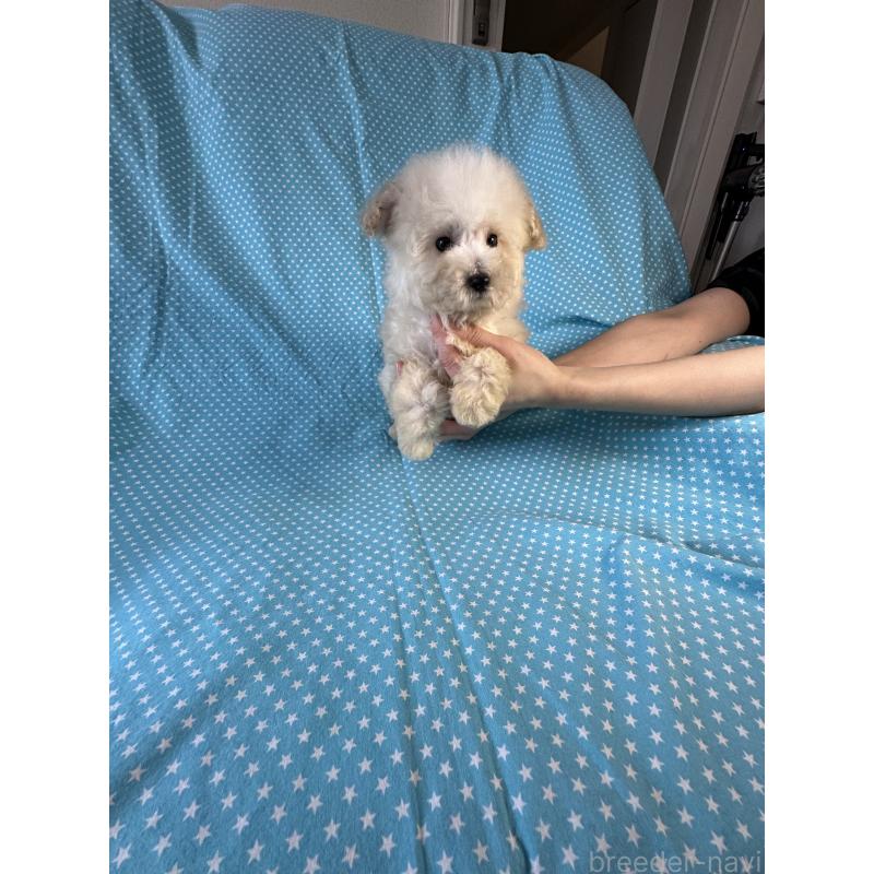 販売中の北海道のタイニープードル-453806の4枚目