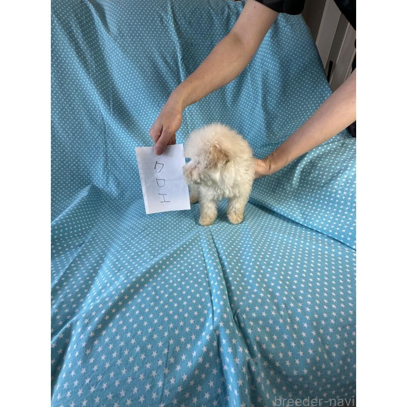 販売中の北海道のタイニープードル-453806の3枚目