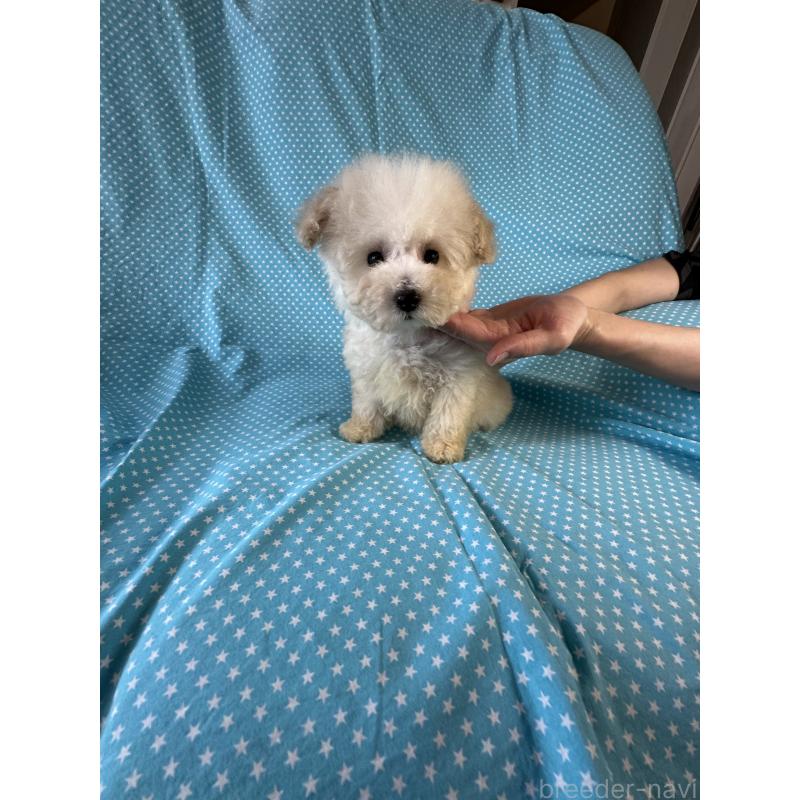 販売中の北海道のタイニープードル-453806の2枚目