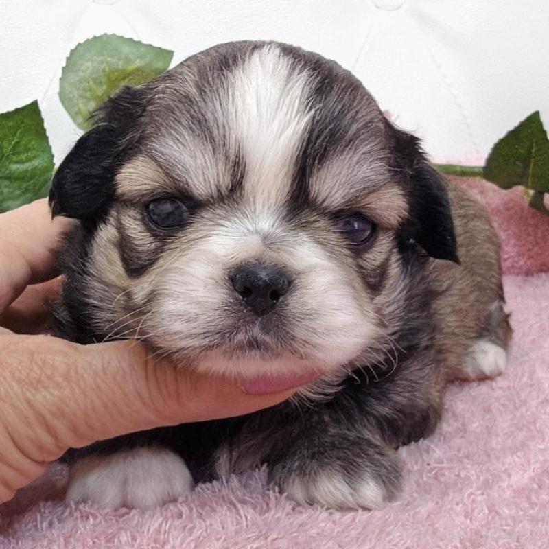 販売中の埼玉県のミックス犬-453807の19枚目