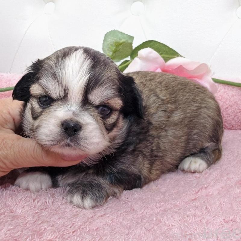 販売中の埼玉県のミックス犬-453807の18枚目