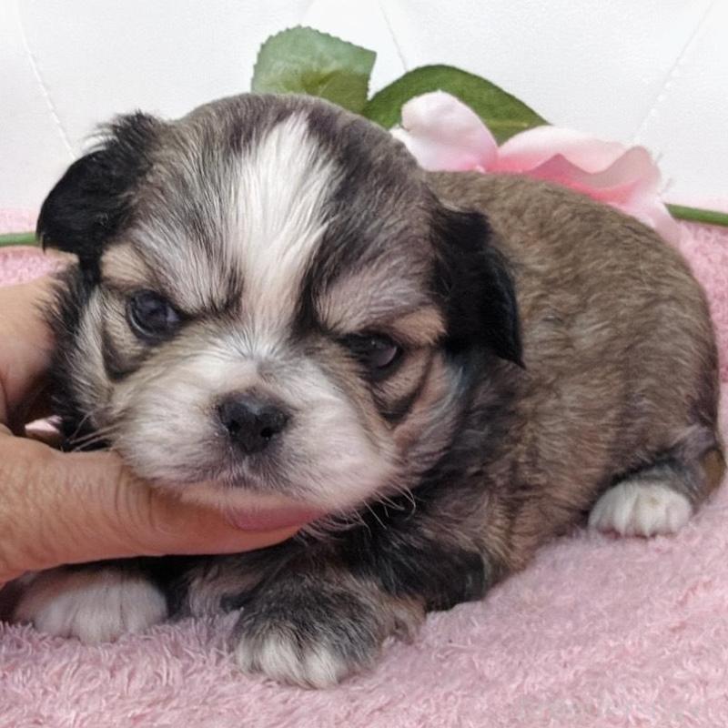 販売中の埼玉県のミックス犬-453807の17枚目