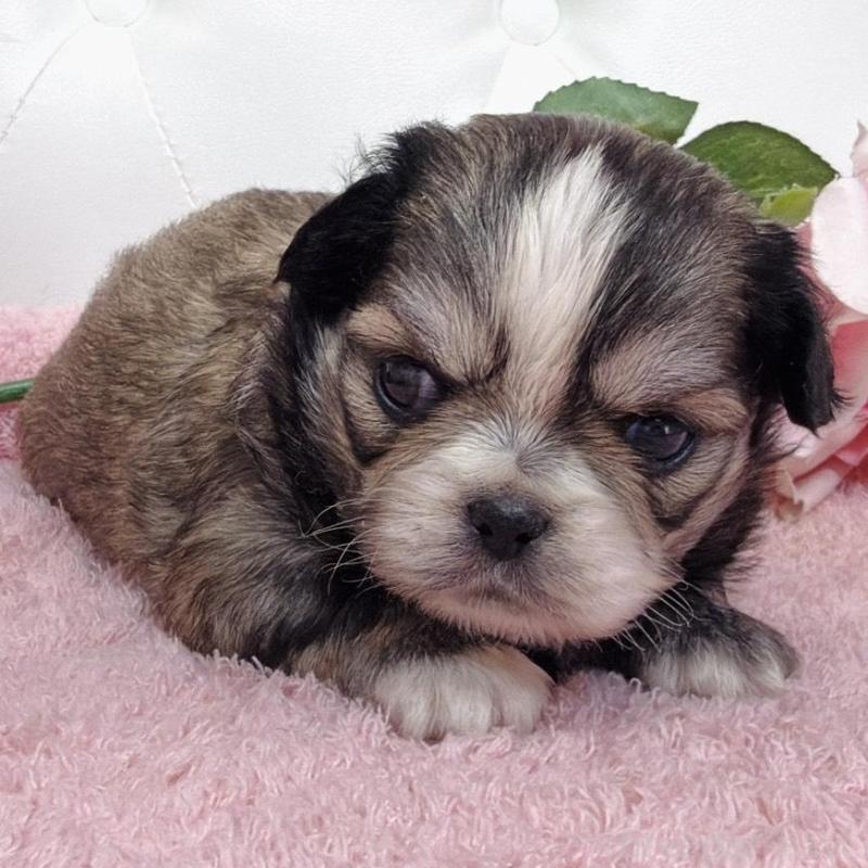 販売中の埼玉県のミックス犬-453807の15枚目