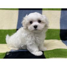 ♀︎マルチーズ