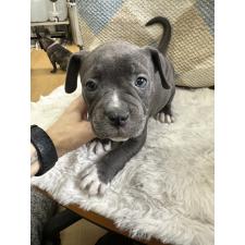 ♀︎アメリカンブリー