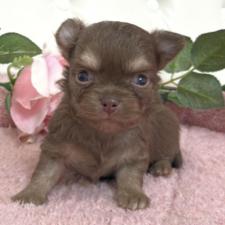 ♀︎チワワ(ロングコート)