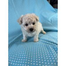 ♀︎ビションプー:ビションフリーゼ×トイプードル