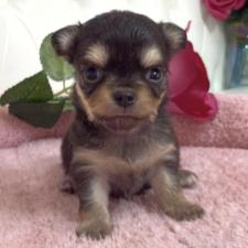 ♀︎チワワ(ロングコート)