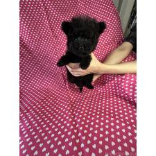 ♀︎タイニープードル