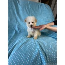 ♀︎タイニープードル