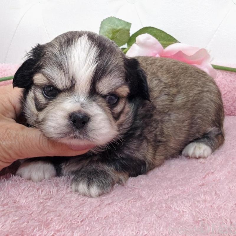 販売中の埼玉県のミックス犬-453807の13枚目