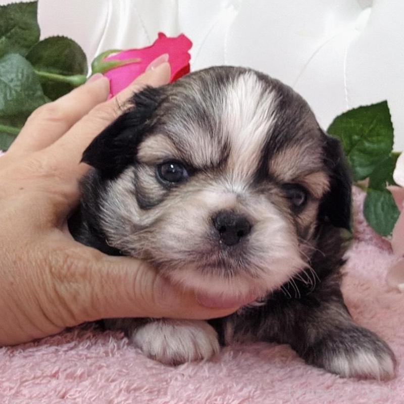 販売中の埼玉県のミックス犬-453807の12枚目