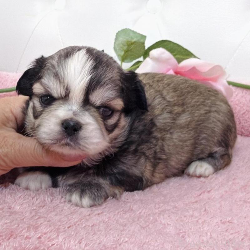 販売中の埼玉県のミックス犬-453807の11枚目