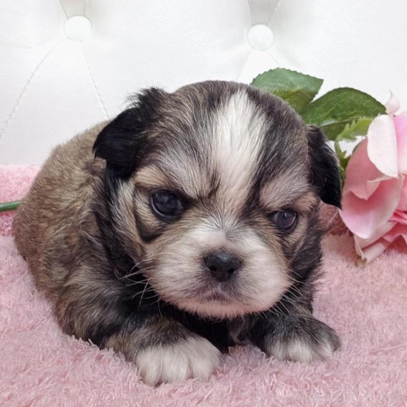 販売中の埼玉県のミックス犬-453807の10枚目