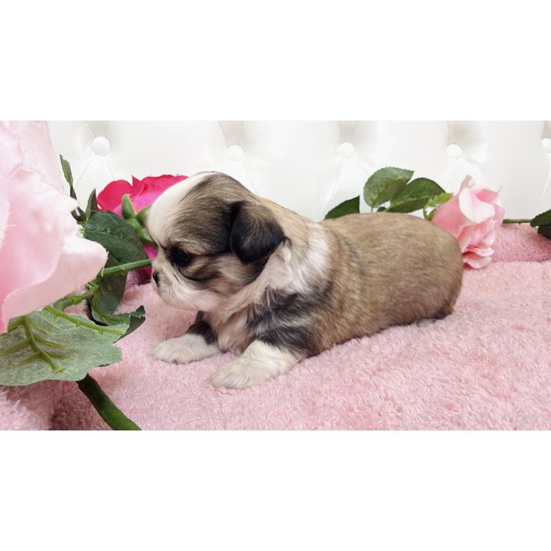 販売中の埼玉県のミックス犬-453808の22枚目