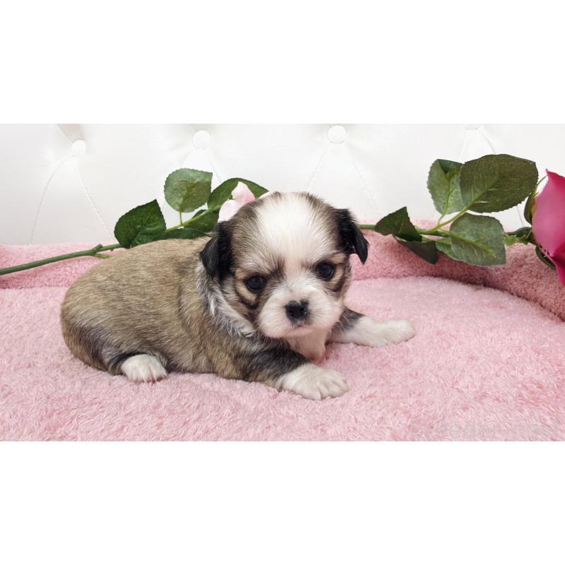 販売中の埼玉県のミックス犬-453808の21枚目