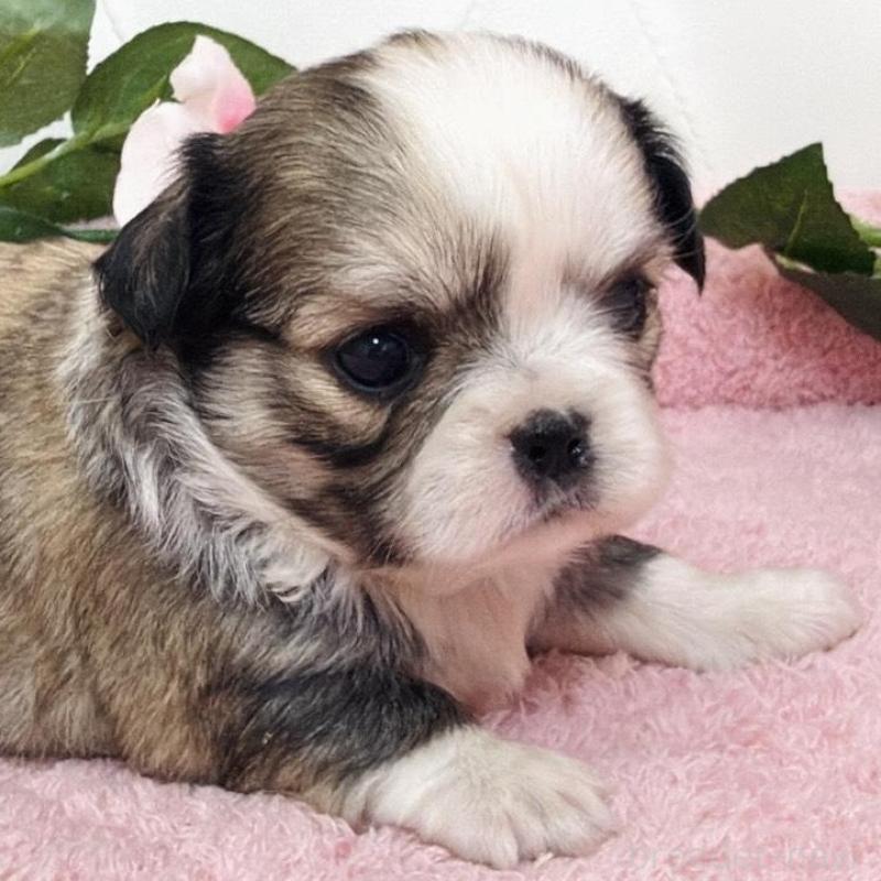 販売中の埼玉県のミックス犬-453808の20枚目