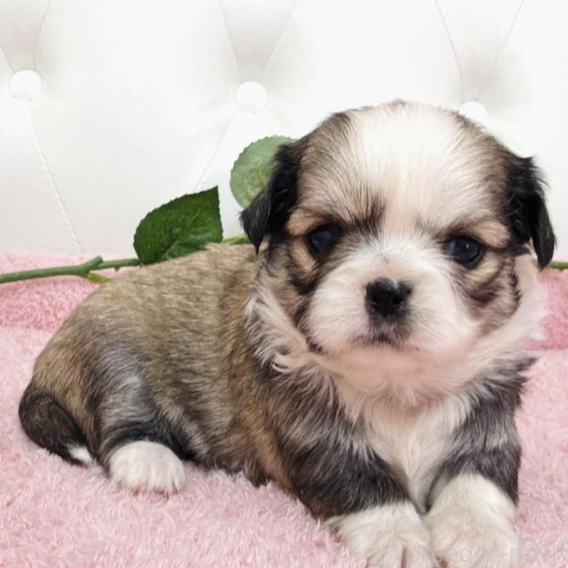 販売中の埼玉県のミックス犬-453808