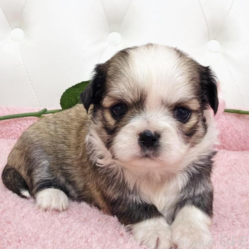 販売中の埼玉県のミックス犬-453808の18枚目