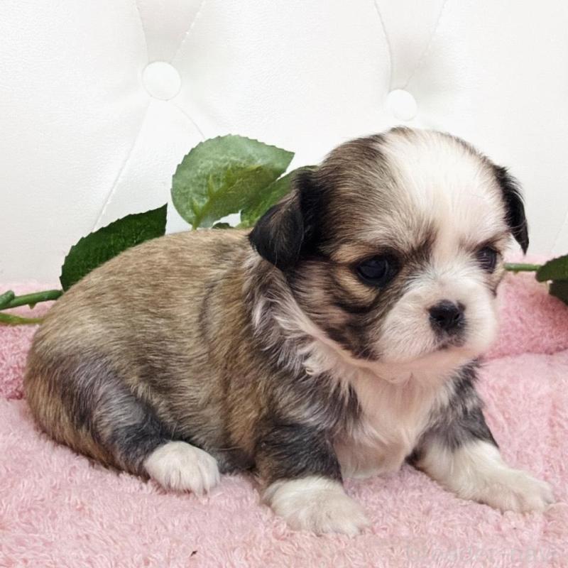 販売中の埼玉県のミックス犬-453808の17枚目