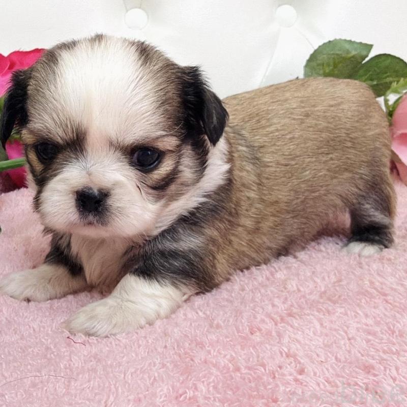 販売中の埼玉県のミックス犬-453808の16枚目