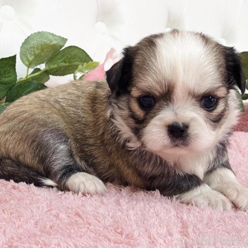 販売中の埼玉県のミックス犬-453808の15枚目