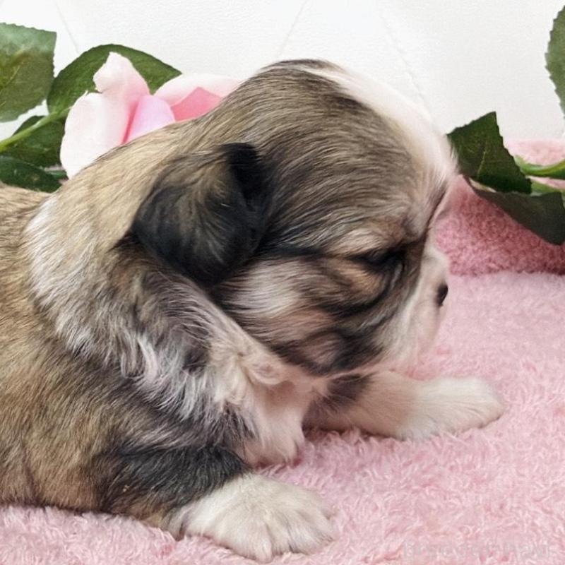 販売中の埼玉県のミックス犬-453808の14枚目