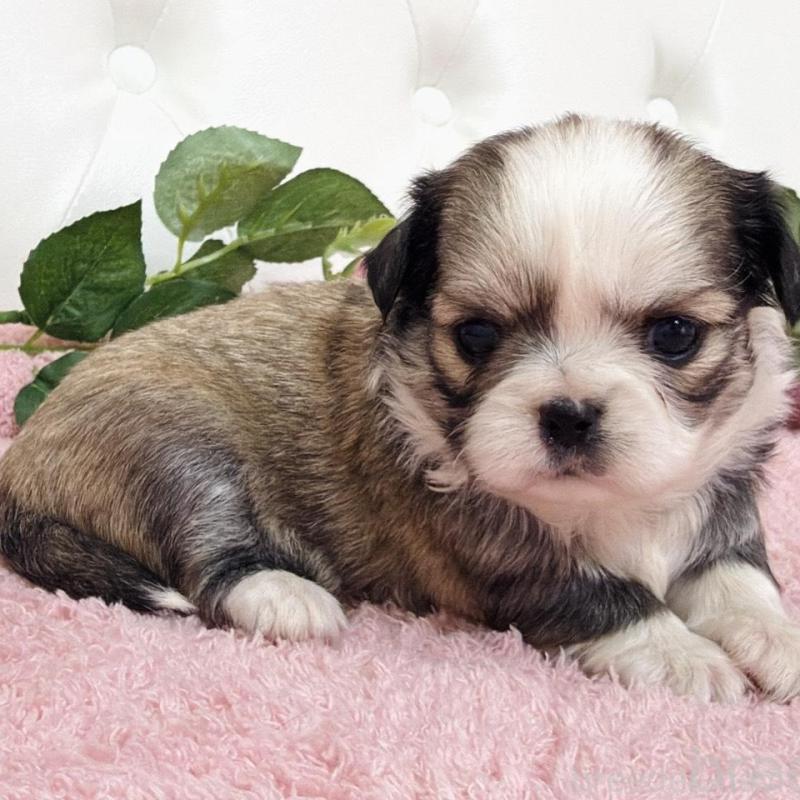 販売中の埼玉県のミックス犬-453808の13枚目