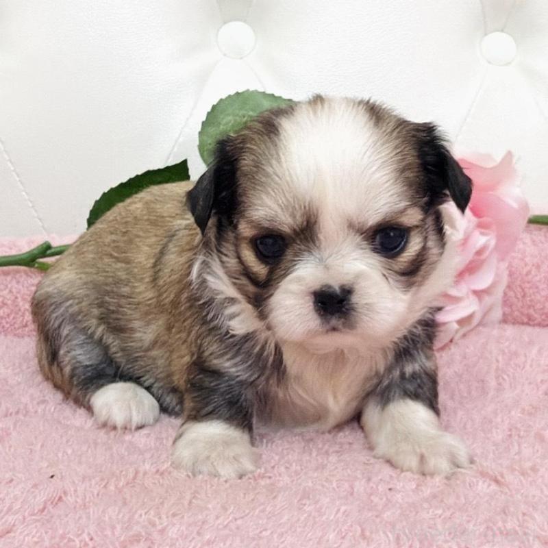 販売中の埼玉県のミックス犬-453808の12枚目