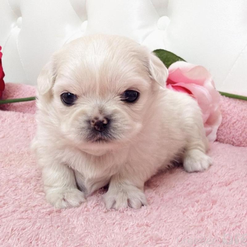 販売中の埼玉県のミックス犬-453810の21枚目