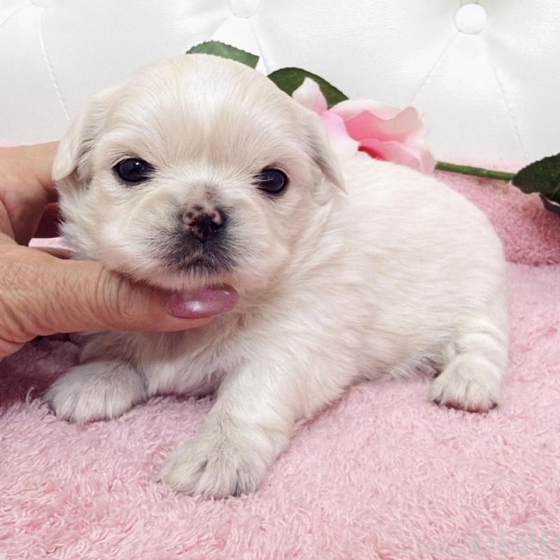 販売中の埼玉県のミックス犬-453810の20枚目