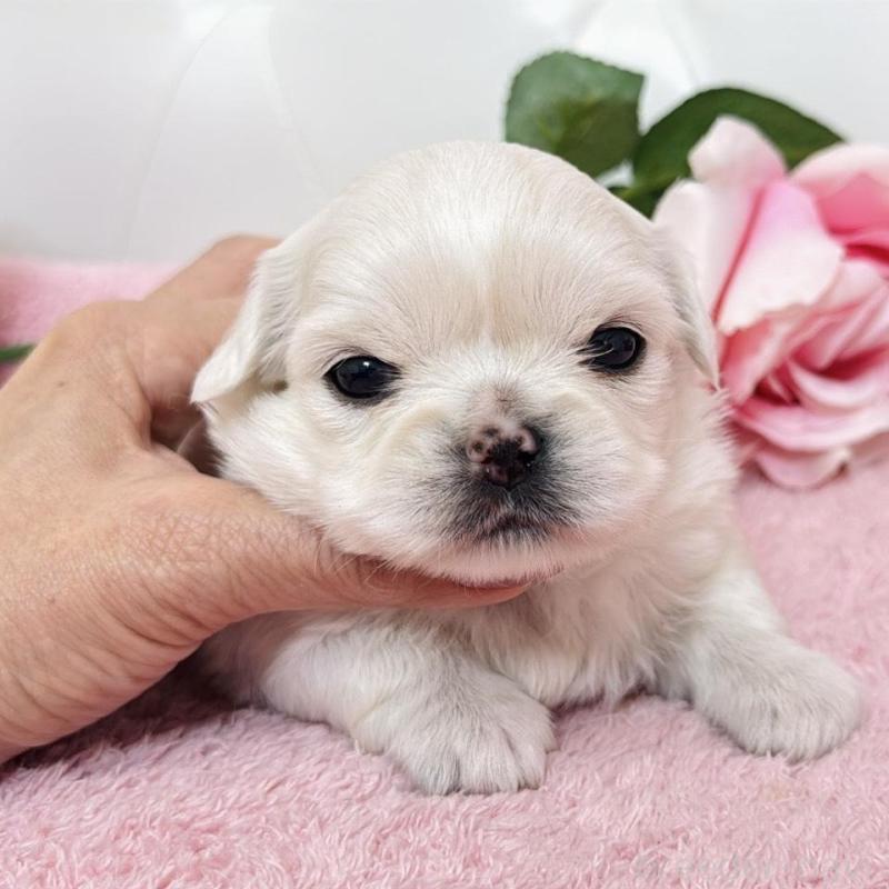 販売中の埼玉県のミックス犬-453810の19枚目