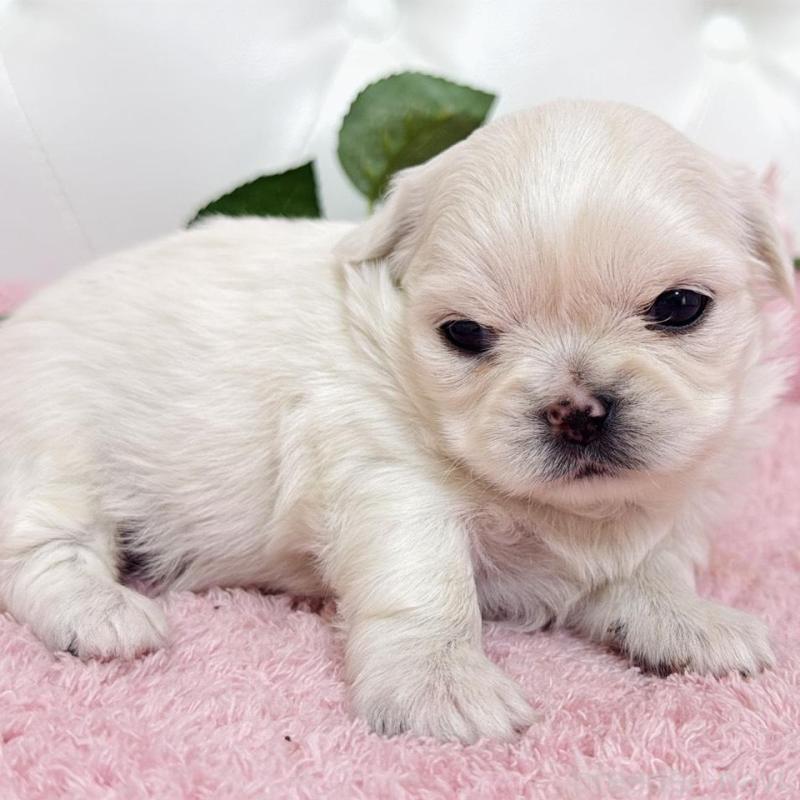 販売中の埼玉県のミックス犬-453810の18枚目