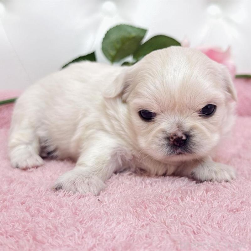 販売中の埼玉県のミックス犬-453810の17枚目