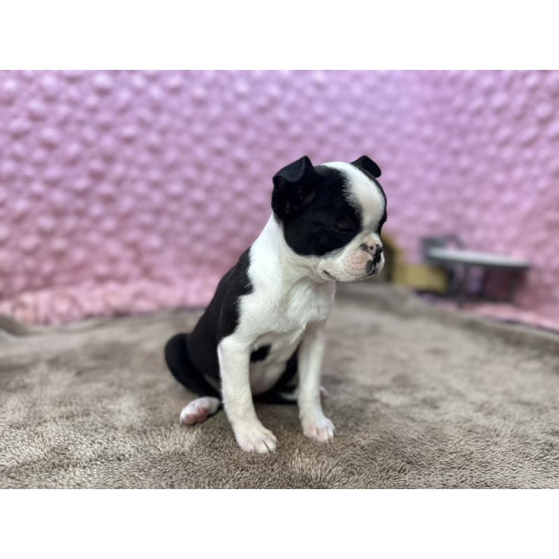 販売中の茨城県のボストンテリア-453809の11枚目