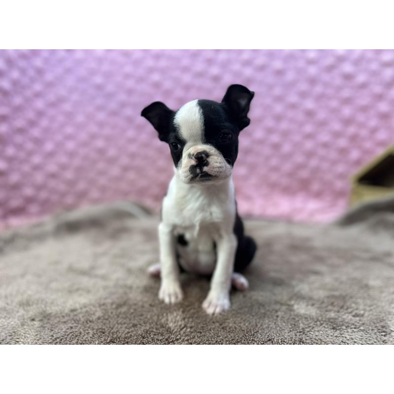 販売中の茨城県のボストンテリア-453809の10枚目