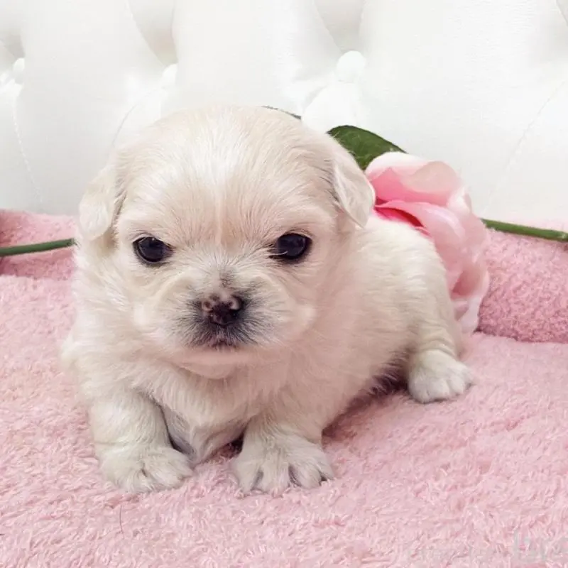 販売中の埼玉県のミックス犬-453810の15枚目