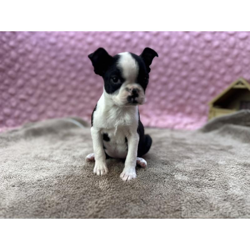 販売中の茨城県のボストンテリア-453809の8枚目