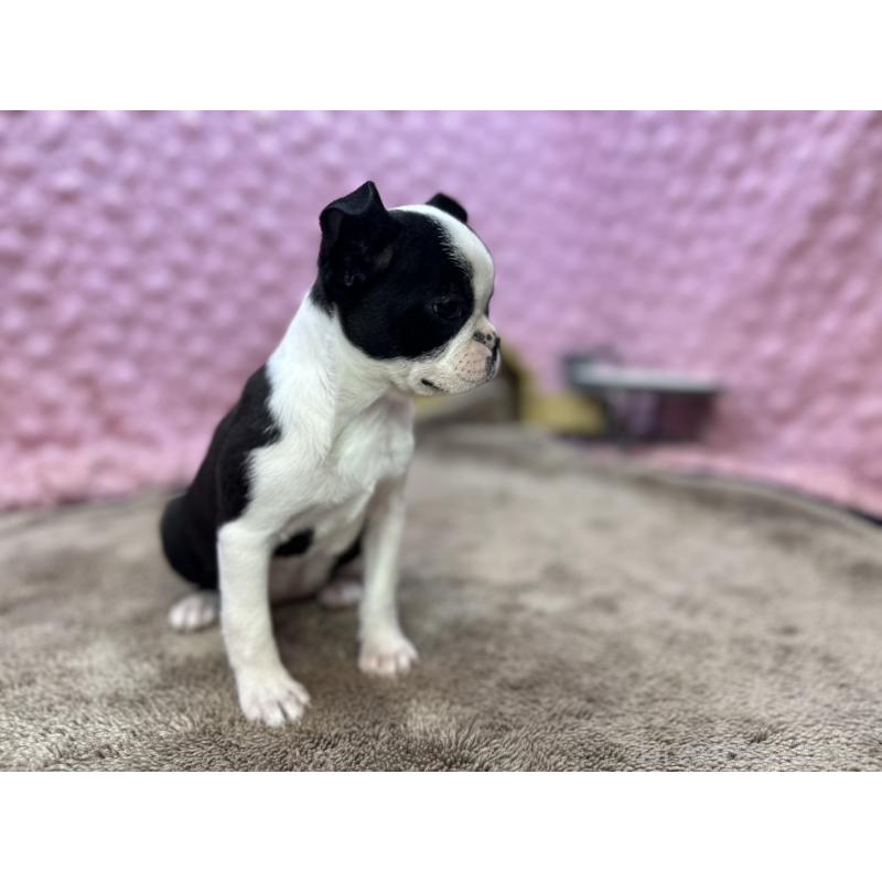 販売中の茨城県のボストンテリア-453809の7枚目