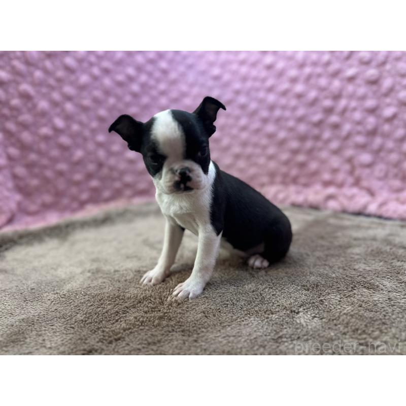 販売中の茨城県のボストンテリア-453809の6枚目