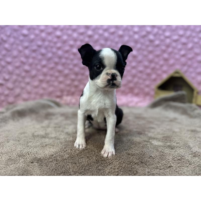 販売中の茨城県のボストンテリア-453809の5枚目